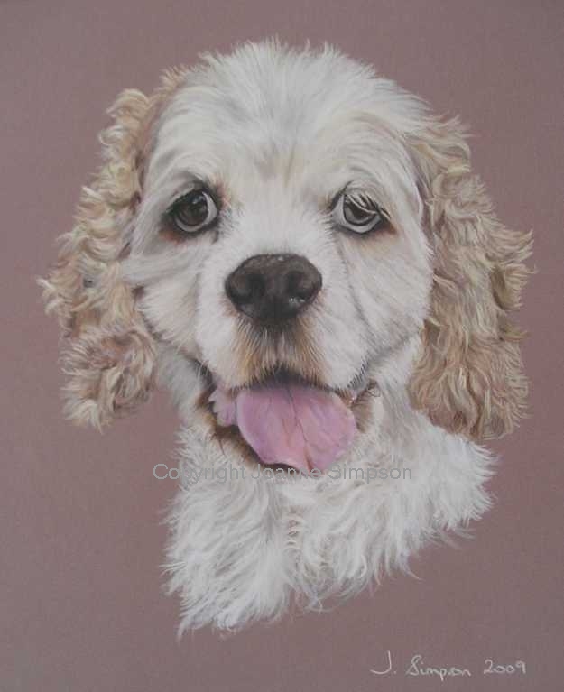 American Cocker Spaniel pet portrait by Joanne Simpson.